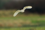 Barn Owl in flight at Otmoor RSPB