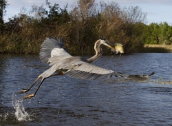 Great Blue Heron _0054