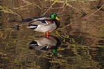 Mallard