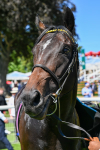 120725-Race 1-Remmooz-0115