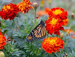 AnimalsCreatures _0050