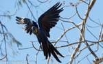 Hyacinth macaw