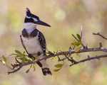 Pied Kingfisher (female) perched on a branch