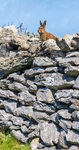 05 30x60 Canvas 2022-260CP Irish hare on dry stone wall
