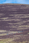 Black Combe-474
