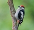 Great Spotted Woodpecker