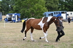 WJ6_6003