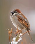 House Sparrow