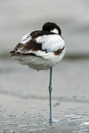 Pied Avocet.YR6M8927.BW