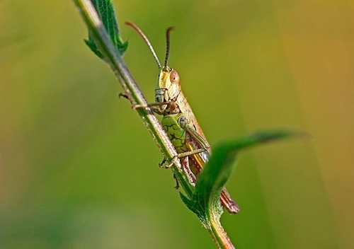 [align=center][size=11][b]Grasshopper, Kent, England[/b][/size][/align]