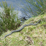 Adder (Vipera berus)