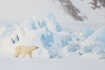 Polar Bear cub, iceberg background, Svalbard, Norway