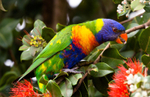 Lorikeet Tongue 1