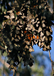 Monarch butterflies