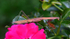 Mr. Mantis