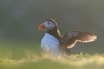 Backlit puffin stretch