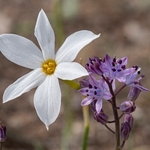 Autumn narcissus (Narcissus serotinus)