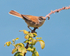 Whitethroat perched on bramble at Durlston