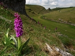 Cressbrook Dale (01)
