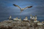 Gannets at Saltee Island, County Wexford, Ireland.