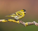 Siskin - Carduelis spinus