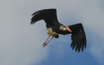 Storm's Stork