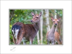 01 9x12 2019-1003C Oh Deer