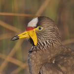 African Wattled Lapwing close-up