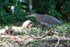 Bare-throated Tiger-Heron with crab, Drake Bay, Costa Rica