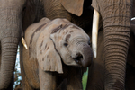 Elephant Baby 19