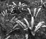 0596 - Birds Nest Ferns