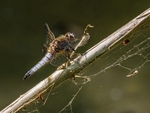 Scarce Chaser