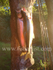 A Brace of Taupo Trout.