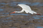 White Ibis
