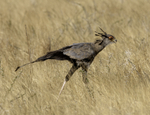 Secretary Bird
