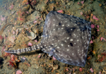 Raja clavata