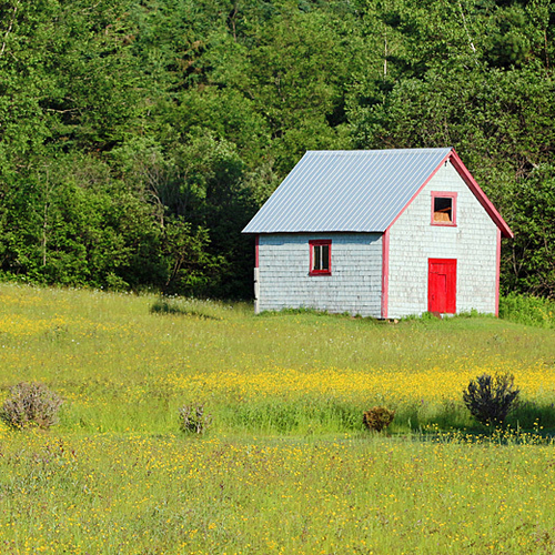 A vintage shed with red door sits in striking contrast to summer's greenery and a buttercup meadow.
