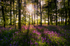 z1844 Bluebells, Woodhouse Copse