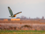 Short-eared Owl