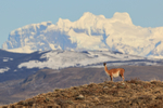 Guanaco standing still on ridge, Torres del Paine, Chile