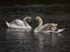 Mute Swans