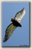 Bateleur Eagle 1
