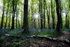 Bluebells in Coed Cefn Wood.