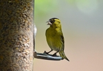 Siskin