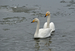 Whooper Swan