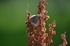 Harvest Mouse