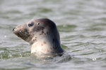 Seal Pup.  Blakney Point