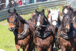 Marlie 11 Horse Draft Team 5. 0A3A9154