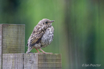 Flown the Nest 1