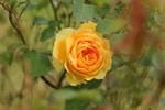 An Orange Rose